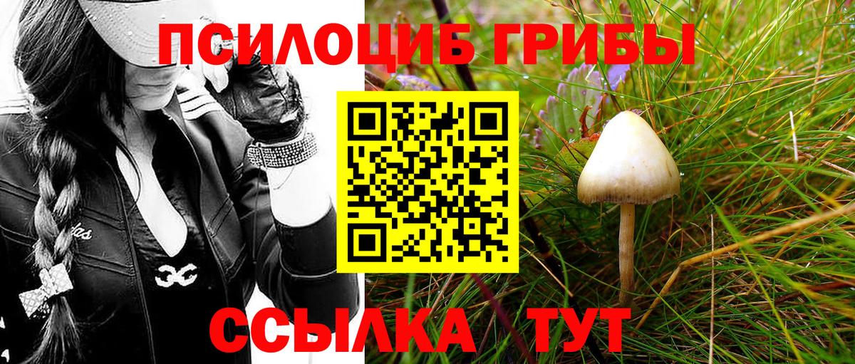 Черногорск  Псилоцибиновые грибы Cubensis  Вход с VPN 
